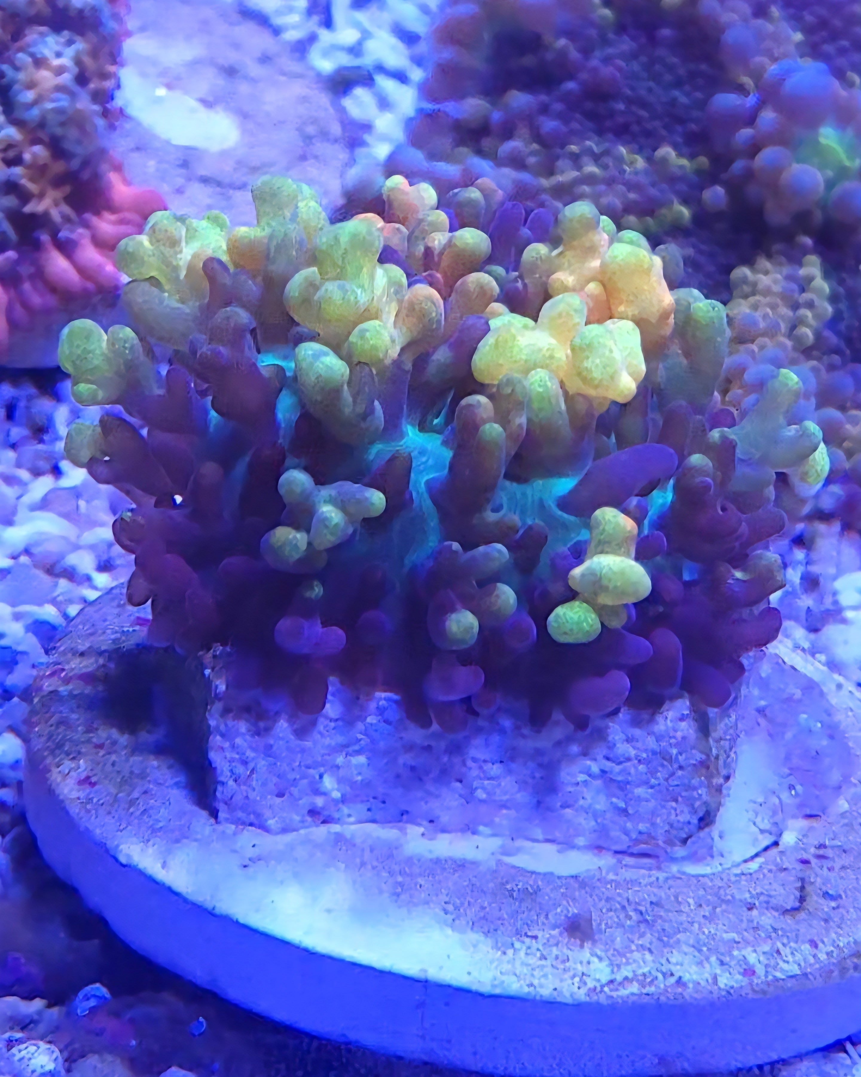 Mushroom Corals Collection
