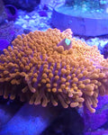 CA Pineapple Punch