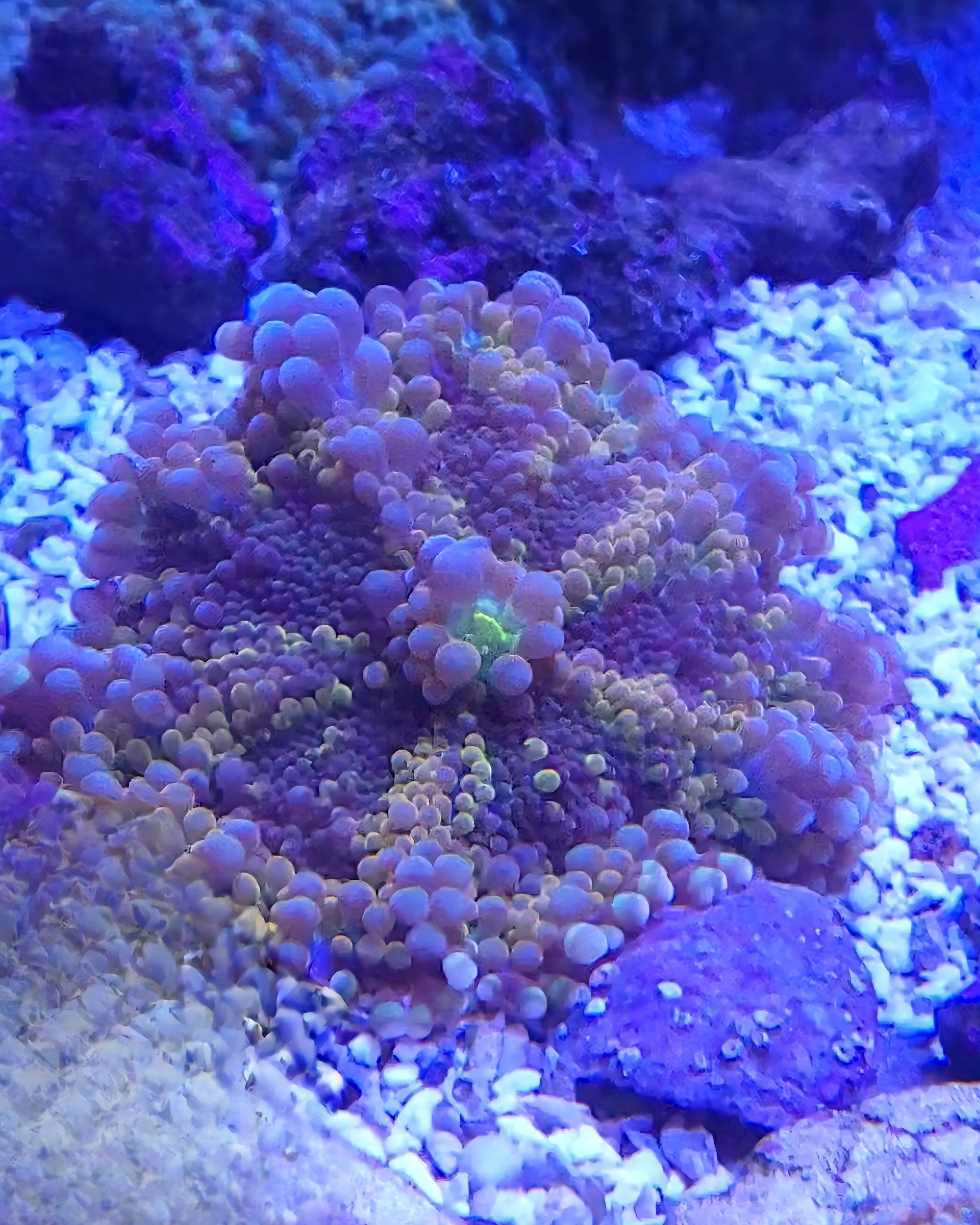 CK Insane Rainbow Mushroom