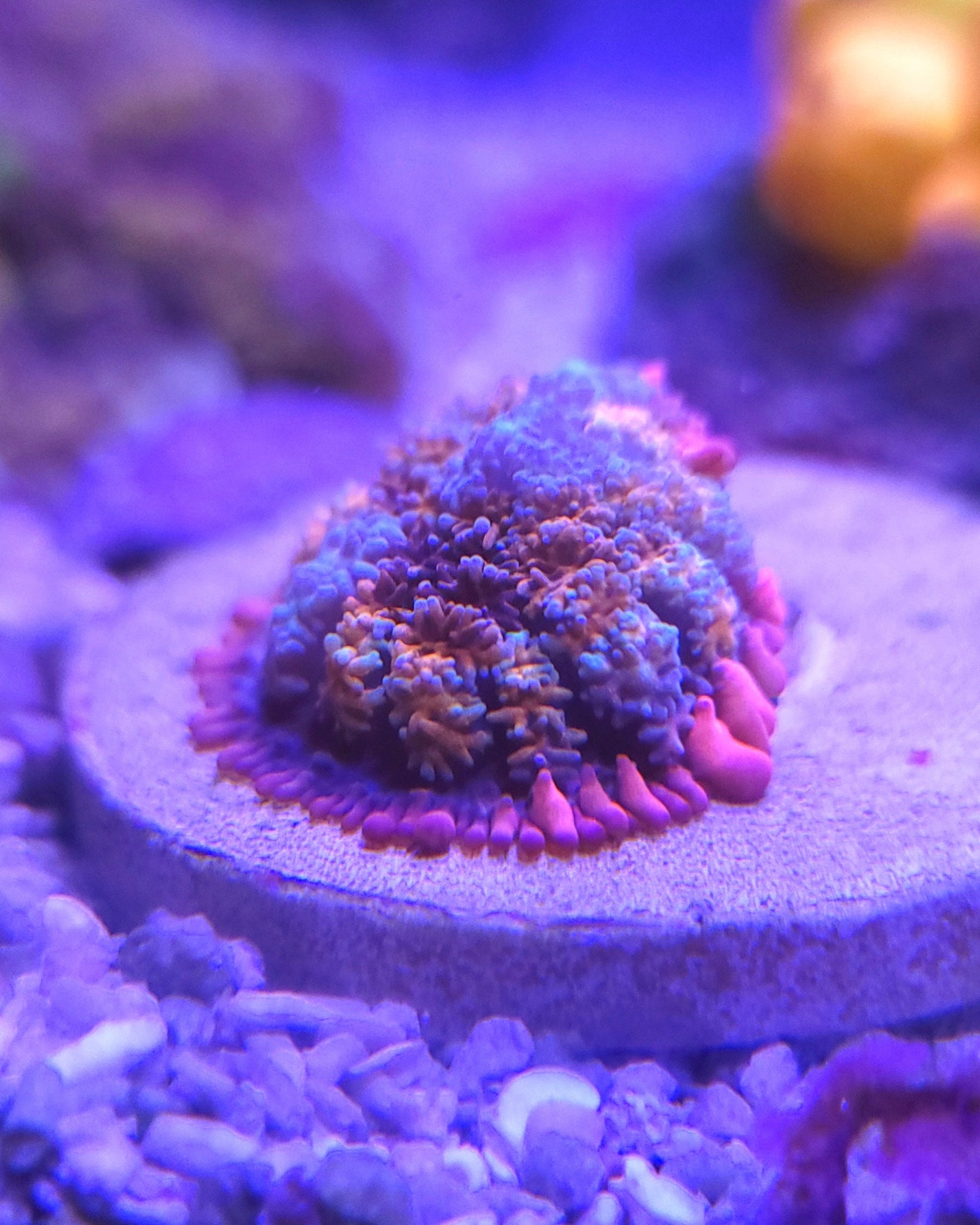 Rainbow Frankie Mushroom
