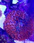 Red St Thomas
